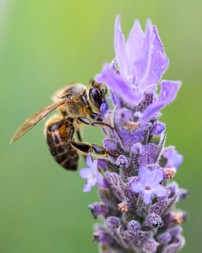 Acercamiento a abeja en flor de lavanda