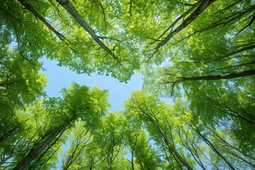 Fototapeta premium Looking upwards at the lush green canopy of a forest With the clear blue sky peaking through Capturing the tranquility and majesty of nature