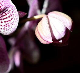 magnolia flower