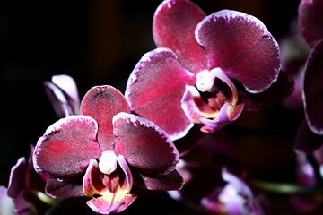 Orchid flowers