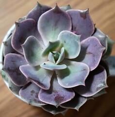 Echeveria succulent 