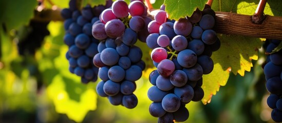 A cluster of grapes, a type of berry, grows on a vine in a vineyard. These seedless fruits are surrounded by grape leaves, ready to be harvested as natural produce