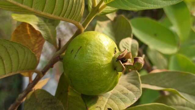 guava unripe