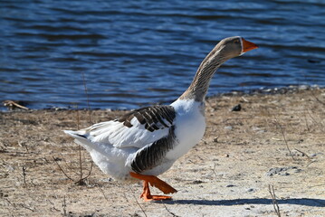 goose on the beach