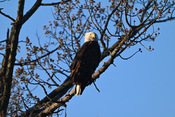 Eagle in a tree