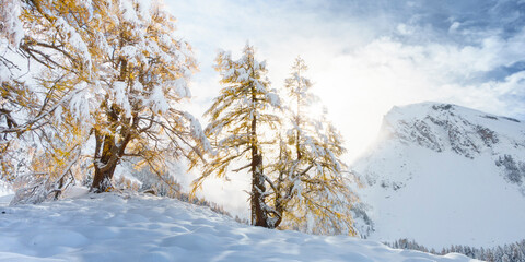 Panorama von leuchtenden Lärchenbäumen im ersten Schnee