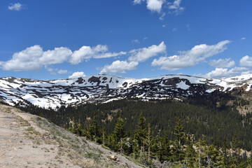 Colorado Rocky Mountain Pine Forest