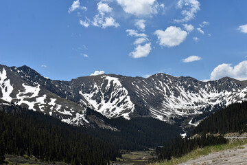 Colorado Rocky Mountain Pine Forest