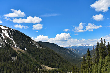 Colorado Rocky Mountain Pine Forest