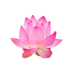 Pink lotus flower isolated on white background. - 756065629