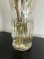 Water and stems in vase
