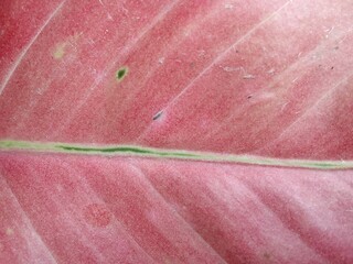 Exif_JPEG_420