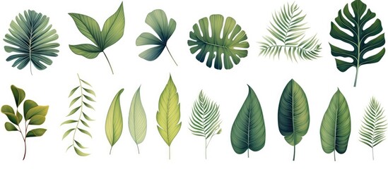 A collection of tropical leaves on a white background, showcasing the beauty of terrestrial plants. These vibrant and symmetrical foliage resemble a botanical art piece