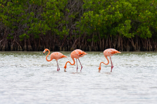 Tres Flamencos buscando comida en el agua