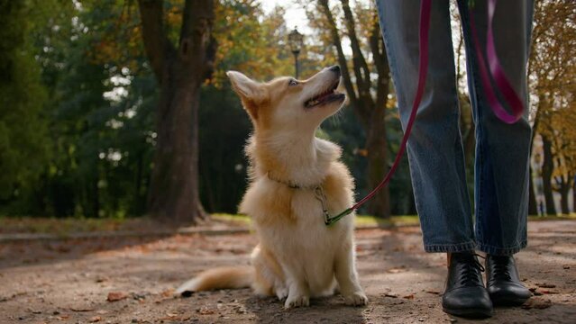 Cropped shot unknown woman handler walking with small pup in city park cute welsh corgi pembroke dog sitting waiting command of owner girl lovely obedient puppy smart breed domestic animal training