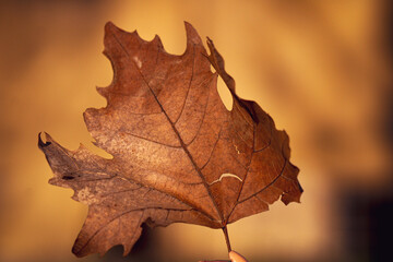 autumn maple leaf