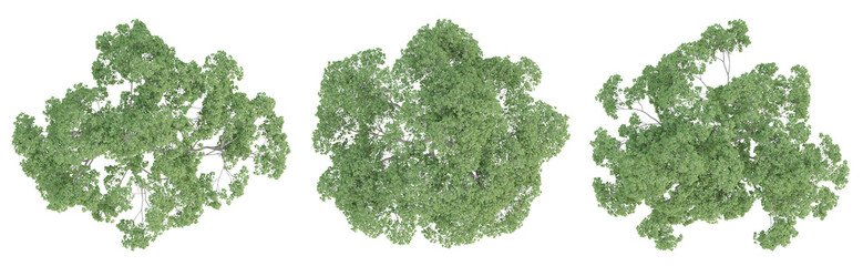 Cinnamomum camphora tree on top view isolated on transparent background, 3d render. - obrazy, fototapety, plakaty