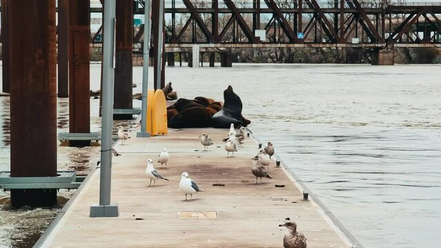Sea lions on a dock on sacramento river 