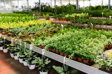 Fototapeta na wymiar Lots of pots with plants disposed in salesroom of plant shop.
