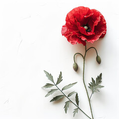 Poppy flower isolated on white background. Memorial day. Generative AI.