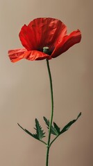 Poppy flower. Memorial day. Generative AI.