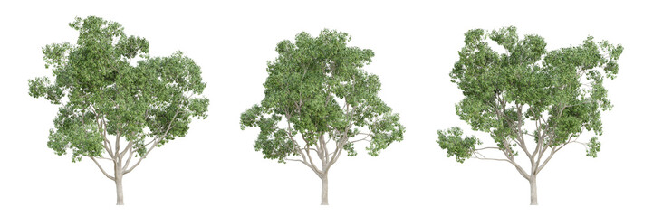 Cinnamomum camphora tree isolated on transparent background, png plant, 3d render illustration.