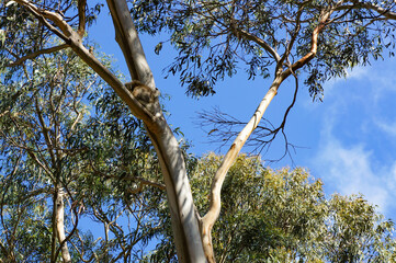 木の上で休むコアラを探せ