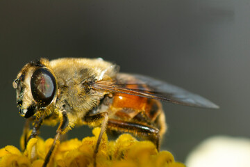 Honeybee perched on a yellow flower