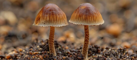 Two agaricaceae mushrooms are emerging from the natural environment of the forest floor, surrounded by wood, water, and fawn, adding to the beautiful landscape of the terrestrial plant habitat