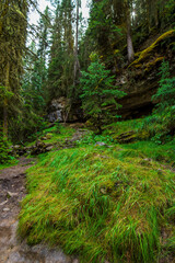 path in the forest in Banff, Alberta, Canada