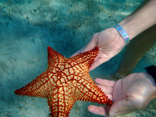 Animaux marins ,starfish