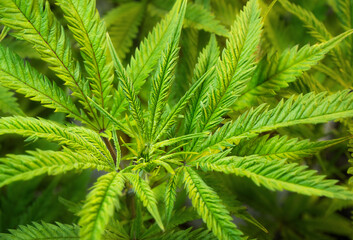 The cannabis bush is close-up