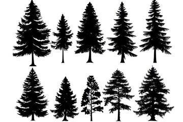 sets of a spruce tree, black and white silhouette