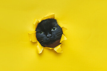 A funny black cat squeezes in and looks through a hole in yellow paper. Naughty pet and mischievous...