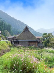 Fototapeta na wymiar 満開のカラフルなコスモスと古い茅葺屋根の家のコラボ情景