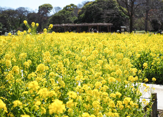 Fototapeta premium 菜の花畑