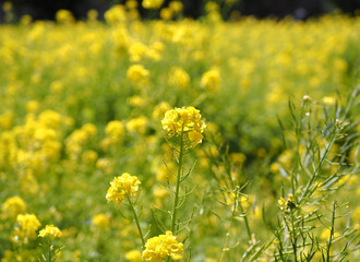 菜の花