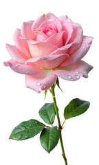 Pink rose flower with dew drops, isolated on transparent background