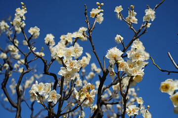 白梅の純粋な美