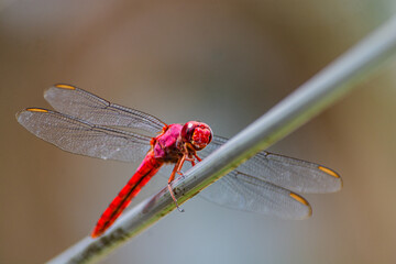 Libélula - Rondonópolis _ Mato Grosso - Brasil