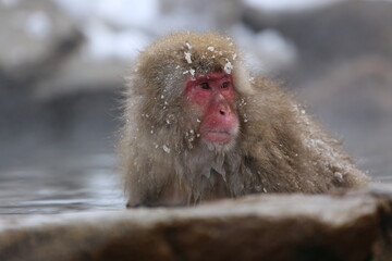 Snow monkey soaking in an open-air bath