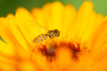 Fruit fly perched on a marigold flower , in the garden