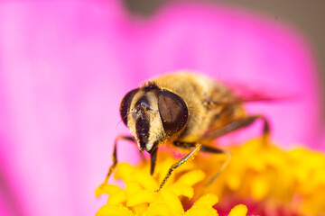 Honeybee perched on a yellow flower