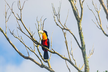 Obraz premium Tucano Silvestre - Brasil