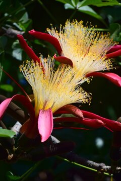Flores,dependiendo de la epoca del a&ntilde;o los arboles florecen con todos sus colores y aromas.
