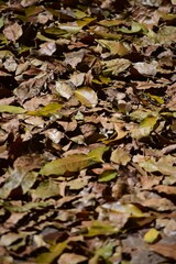 LLega el otoño,y las hojas de los arboles tapizan la tierra y cubren todo!