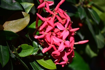 Obraz premium Flores,dependiendo de la epoca del año los arboles florecen con todos sus colores y aromas.