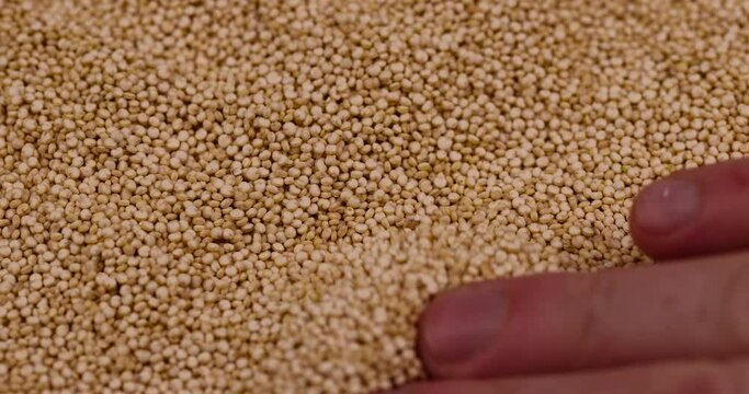 dry quinoa seeds on the table, scattered white quinoa seeds
