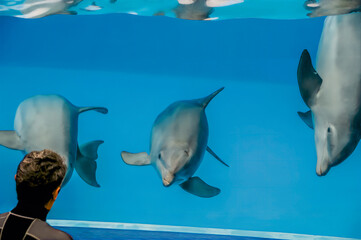 Dolphins in a pool with a trainer specializing in marine mammals