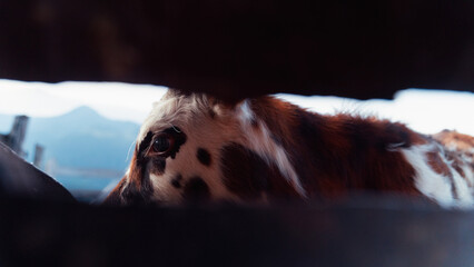 Finca Lechera - Pijao, Quindío. Vacas
